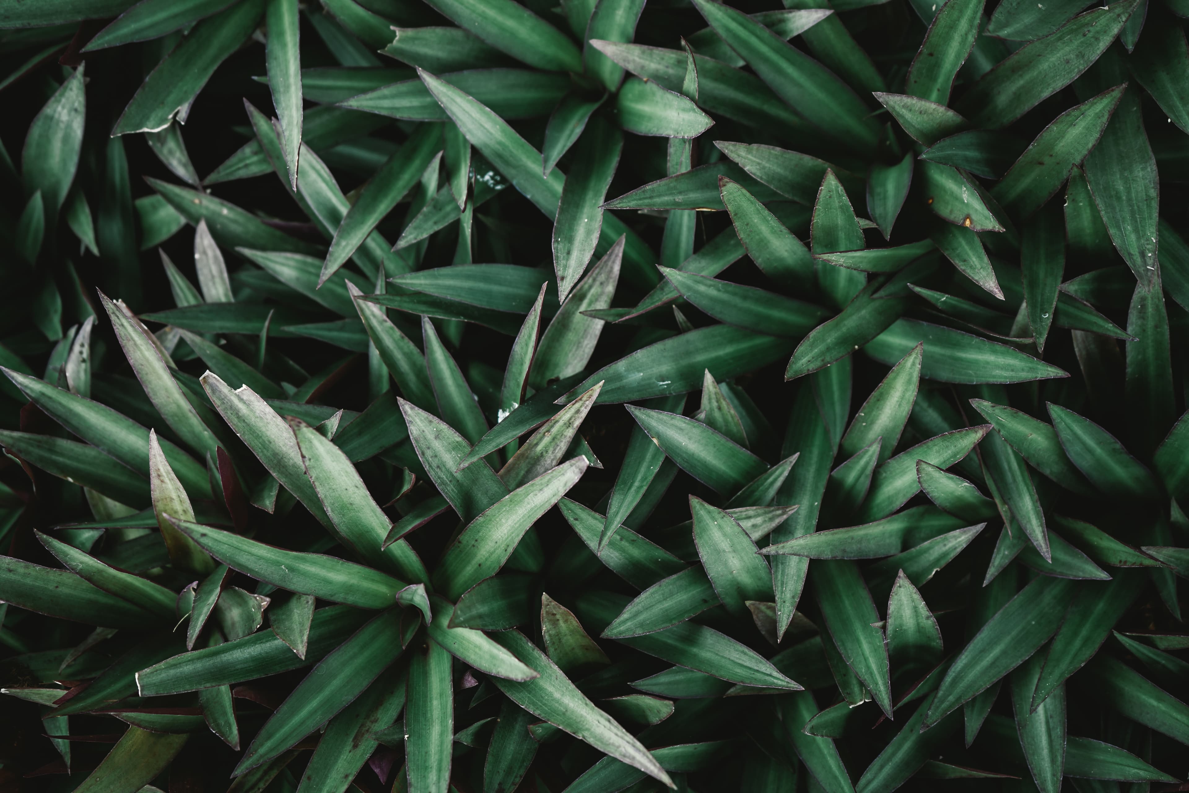 Full Wellness Collection – The perfect gift of health.